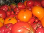 Abundance of fresh tomatoes.